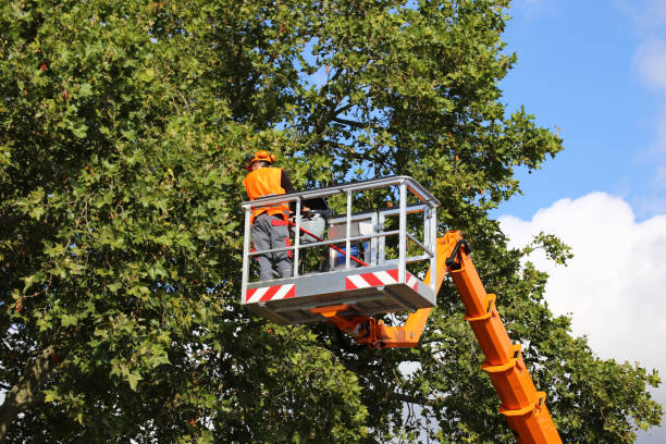 How Our Tree Care Process Works  in Walnut Grove, GA